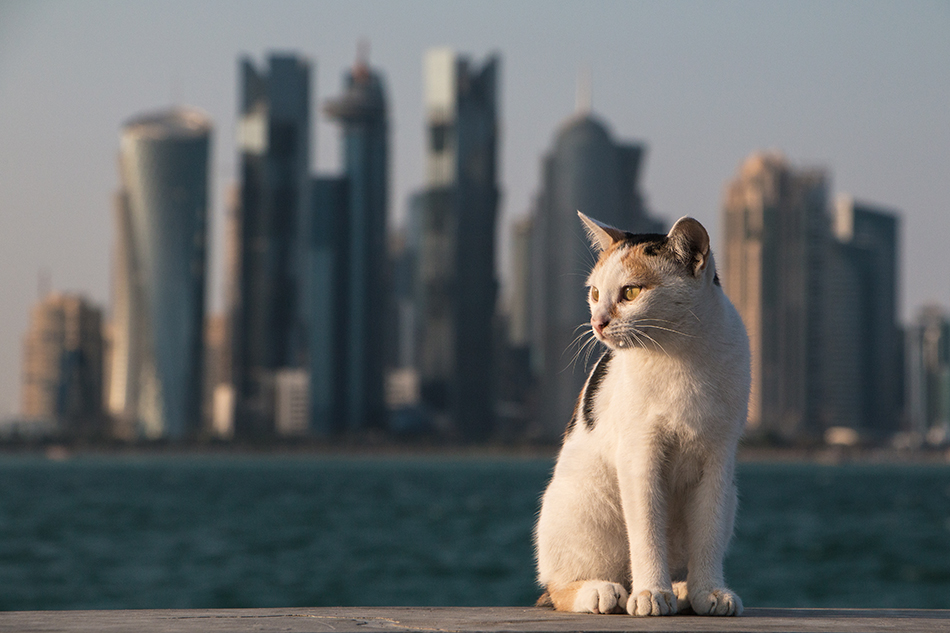 die Skylinekatze