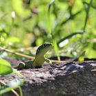 Die Smaragdeidechse ( Lacerta bilineata)