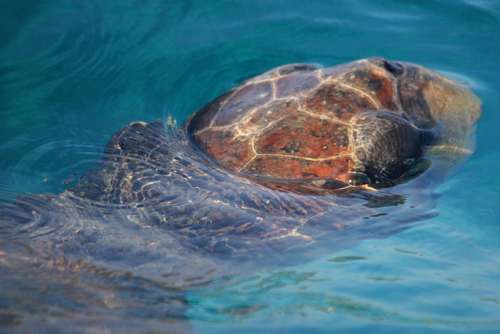 Die so genannte unechte Caretta Caretta