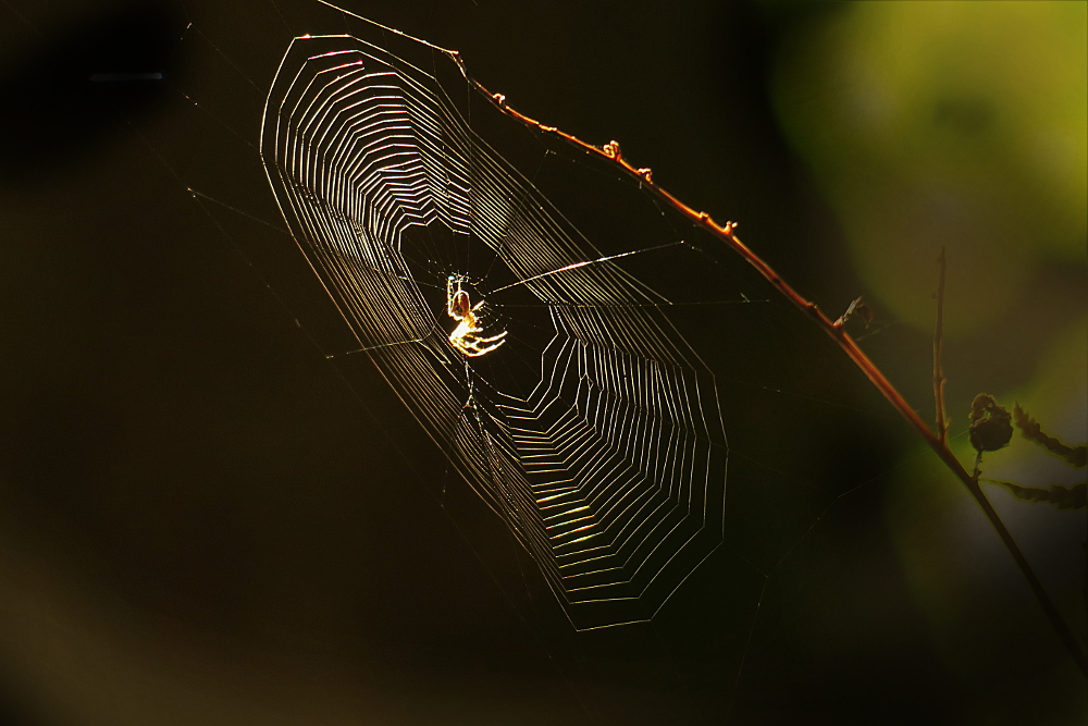 Die Sönheit der Natur