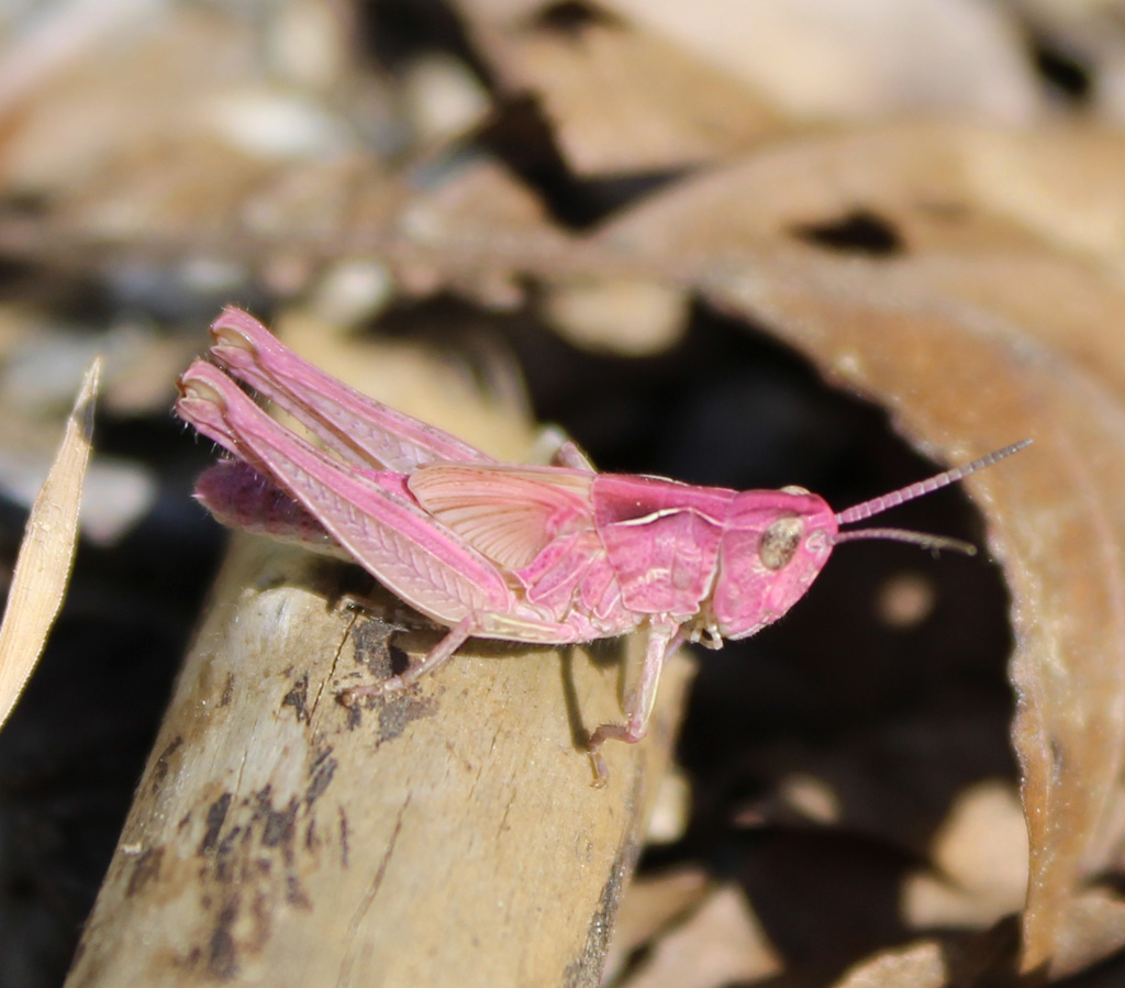 Die sogenannte Nachtigall- Rosa Chorthippus pullus