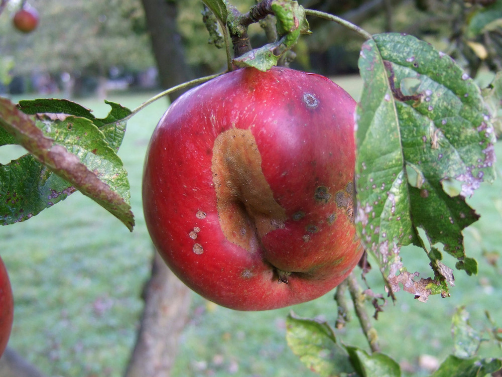 die Sommer-Pracht ist vorbei