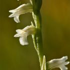 Die Sommer-Wendelähre - Spiranthes aestivalis - wünscht allen fc-Freunden ein tolles Wochenende!