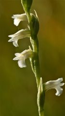 Die Sommer-Wendelähre - Spiranthes aestivalis - wünscht allen fc-Freunden ein tolles Wochenende!