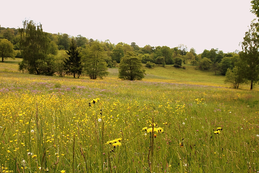 Die Sommerblumenwiese