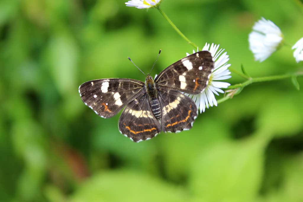  Die Sommerform ist schon da! 