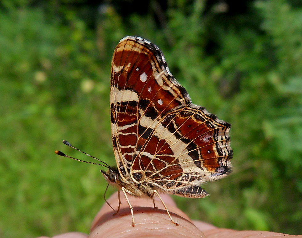 Die Sommerform vom Landkärtchen ist da