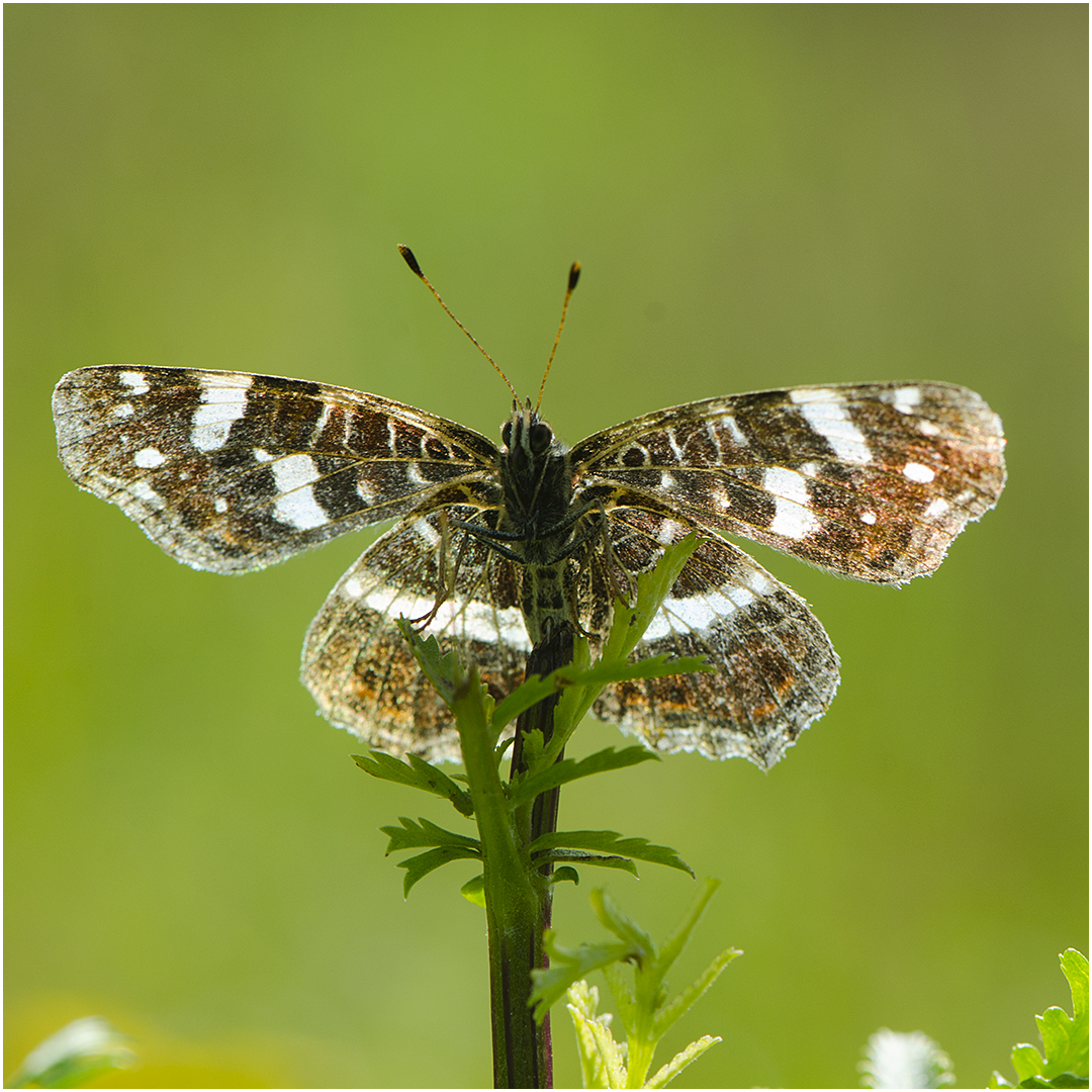 Die Sommergeneration des Landkärtchens (Araschnia levana). . . 