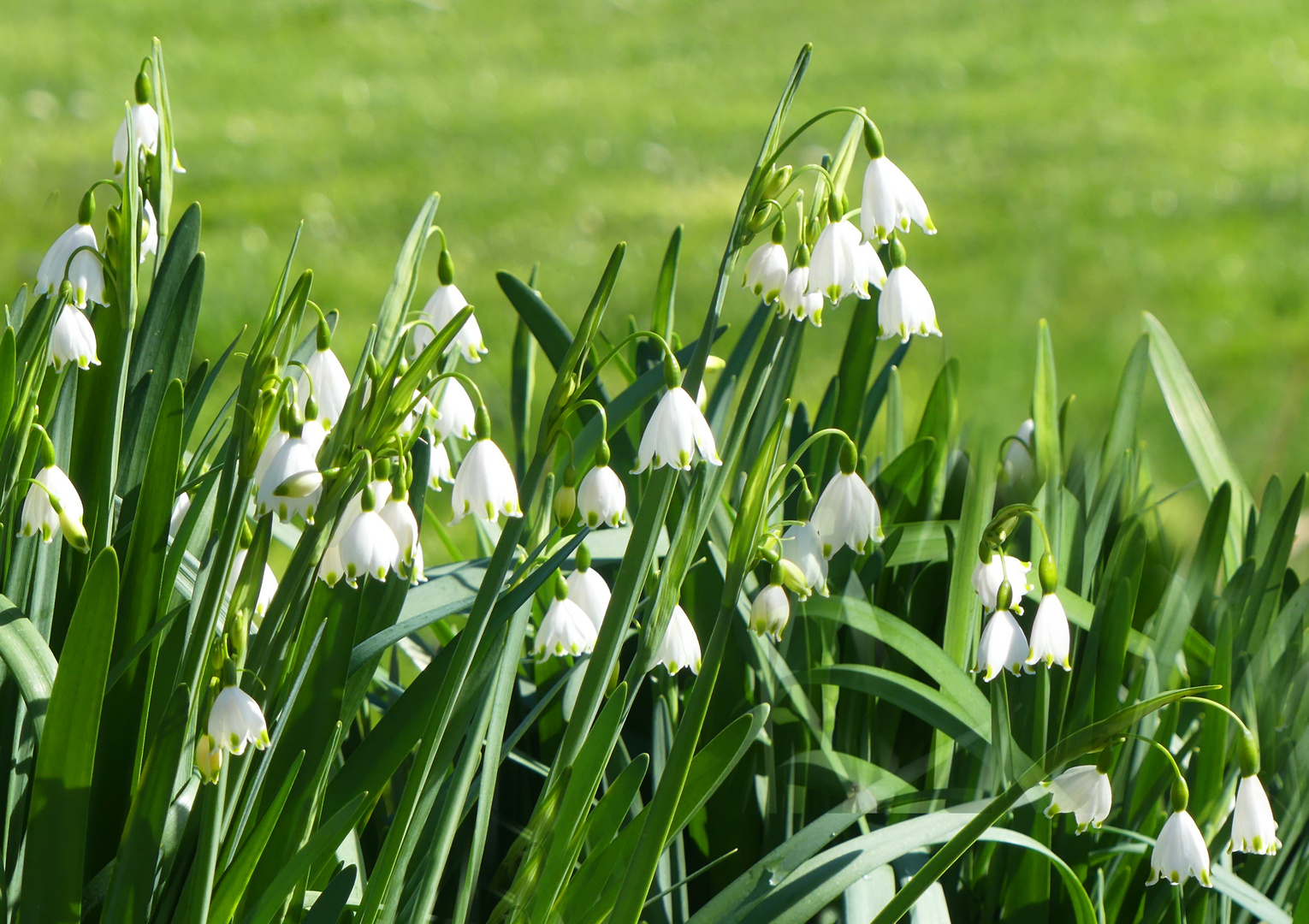 Die Sommerknotenblumen