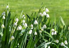 Die Sommerknotenblumen