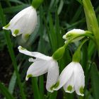 Die Sommerknotenblumen