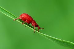 Die Sommerkollektion der 