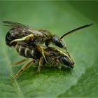 Die Sommerliebe der Seidenbienen