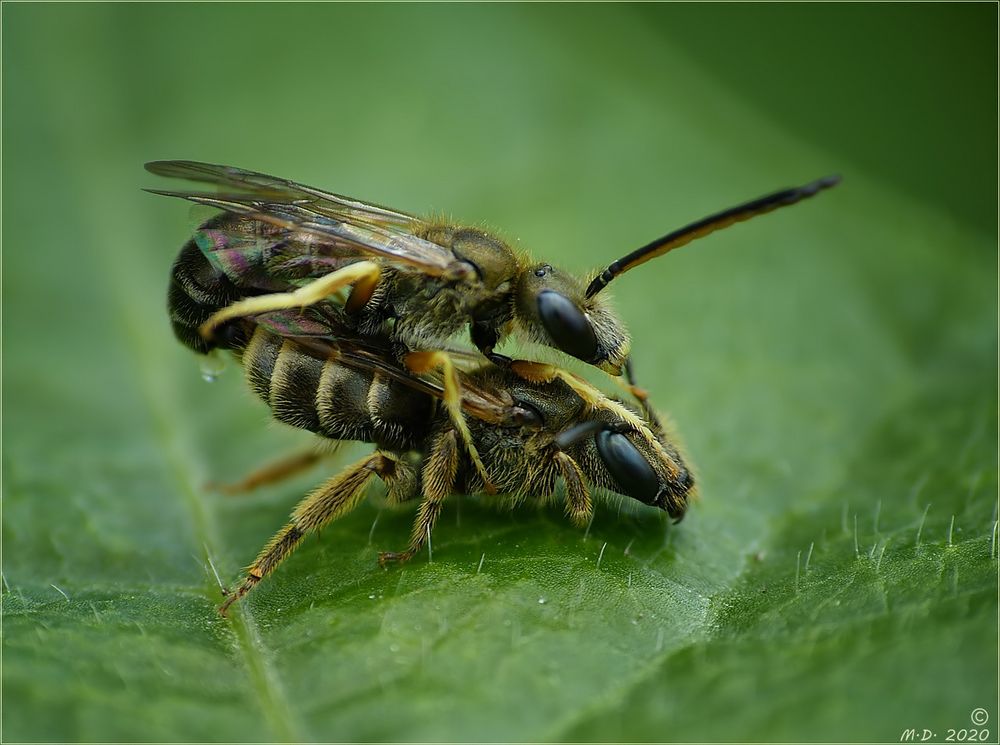 Die Sommerliebe der Seidenbienen