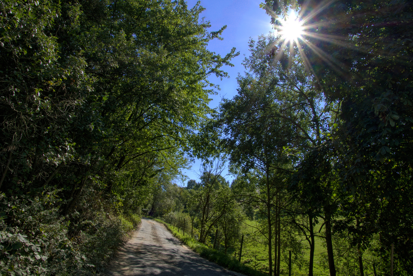 Die Sommersonne in grünen Zweigen