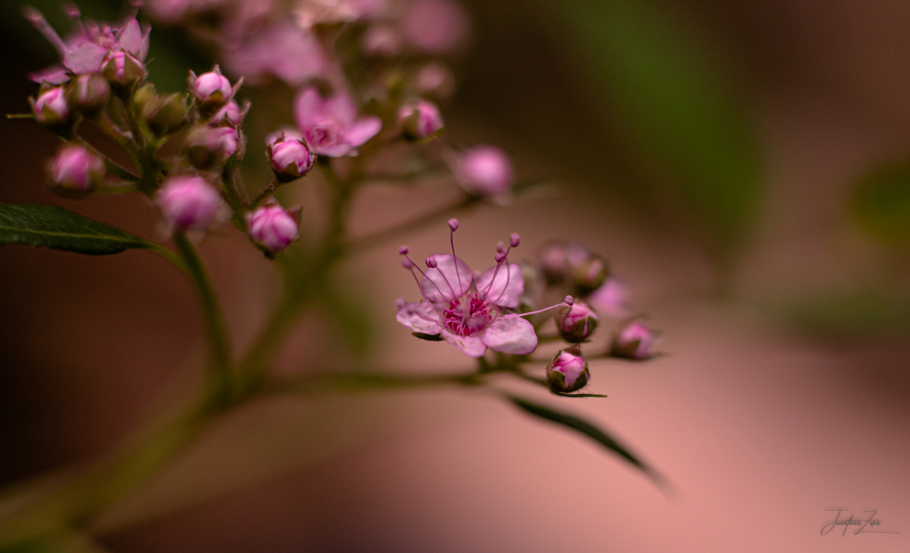 Die Sommerspiere ( Spiraea Japonica ) 