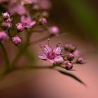 Die Sommerspiere ( Spiraea Japonica ) 