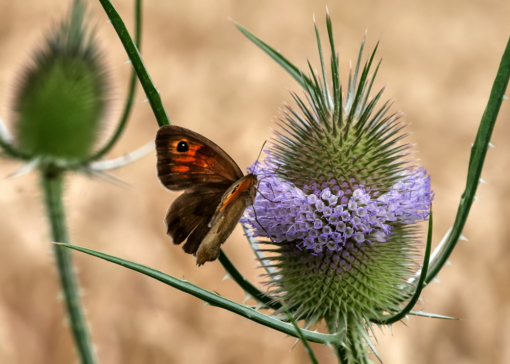 Die Sommerversion der Wilden Karde!