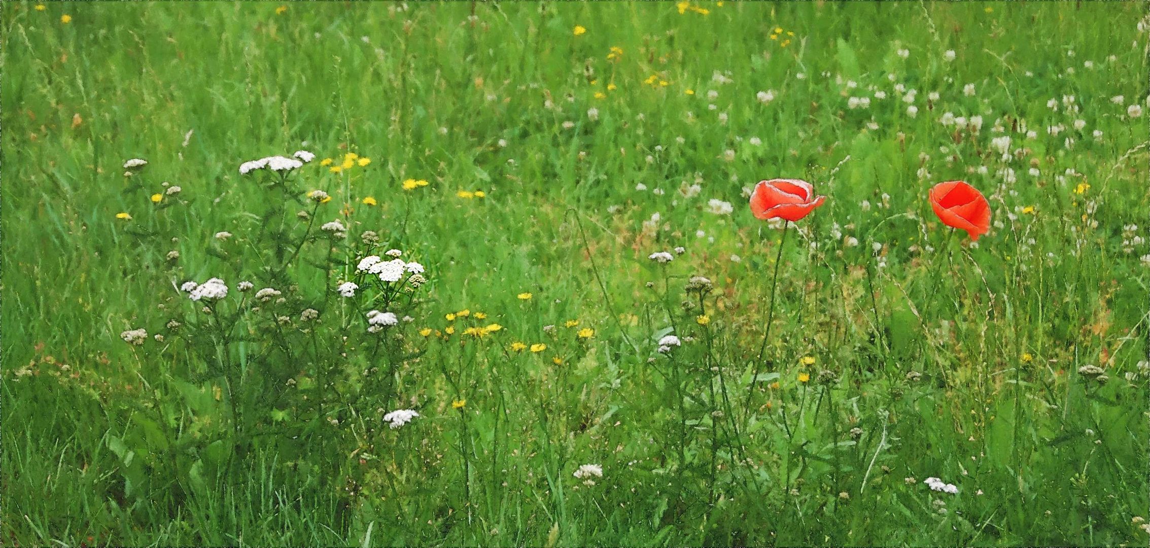 die Sommerwiese