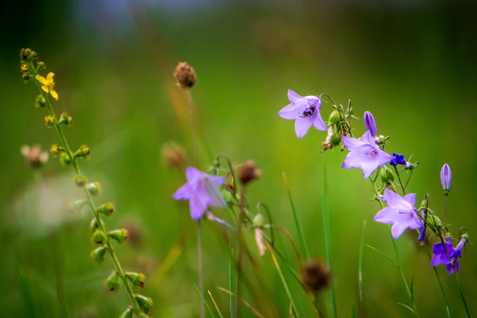 Die Sommerwiese