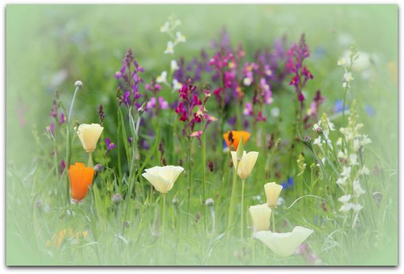 Die Sommerwiese mit ihren Schönheiten