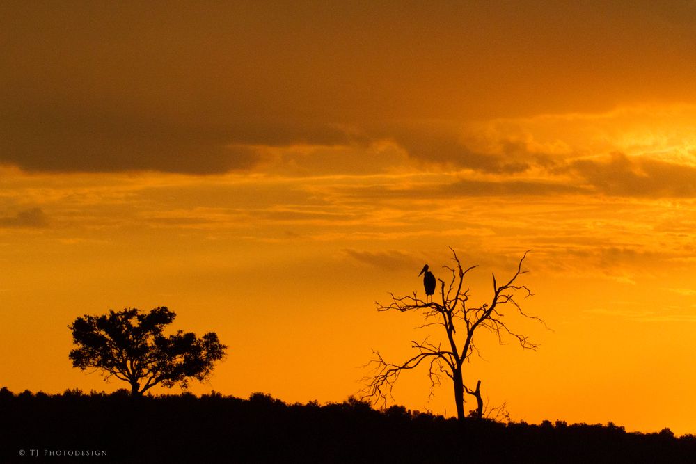 Die Sonne Afrikas