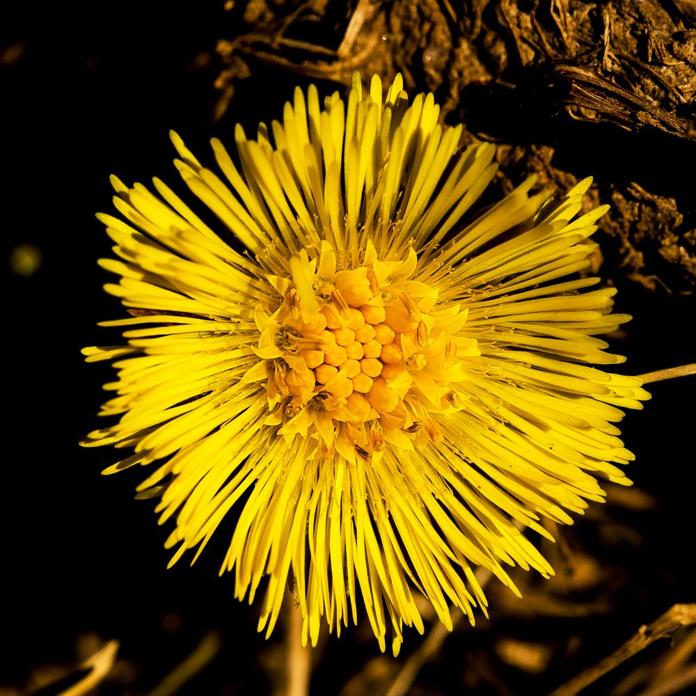 Die Sonne auf dem Acker