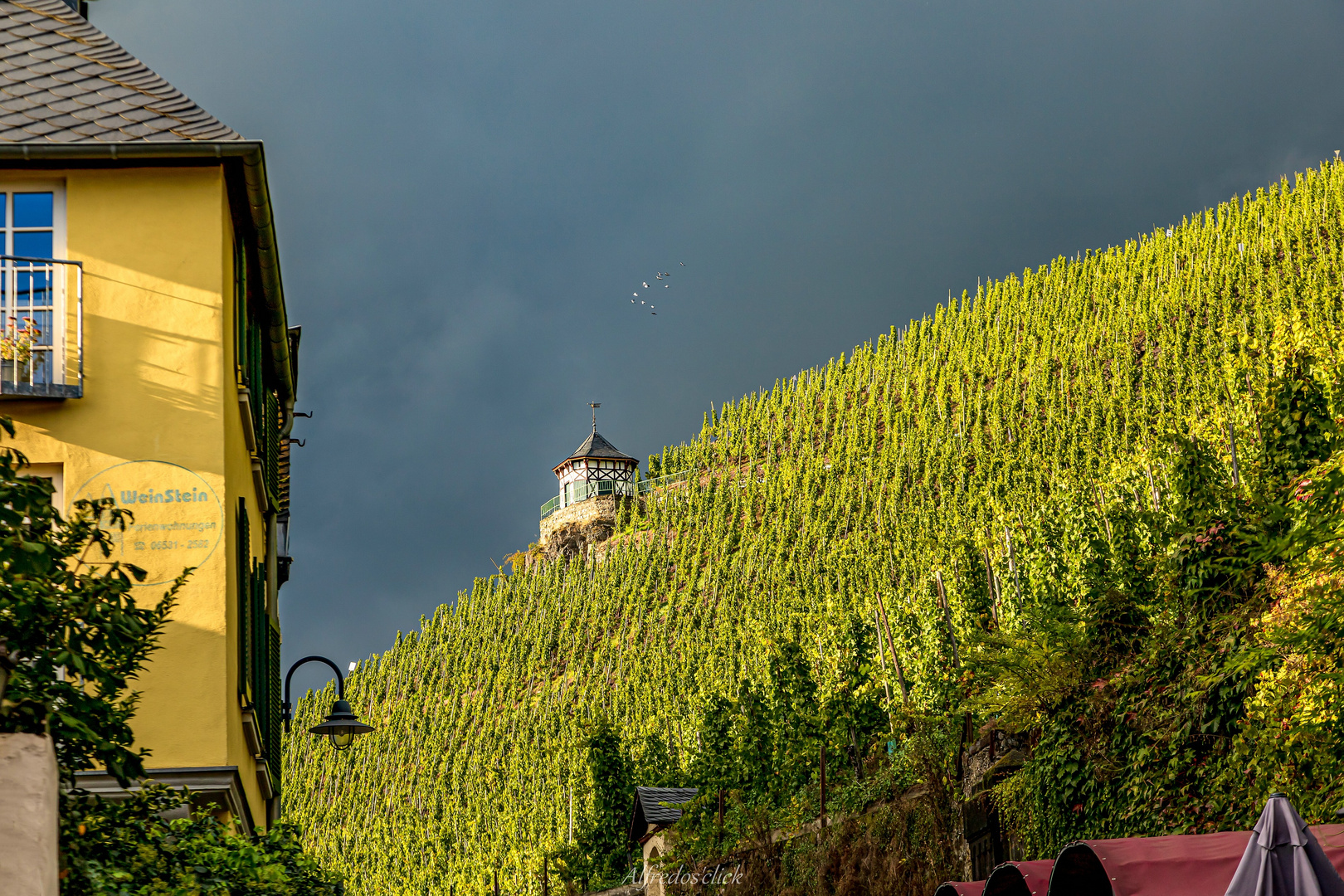 Die Sonne auf dem Weinberg