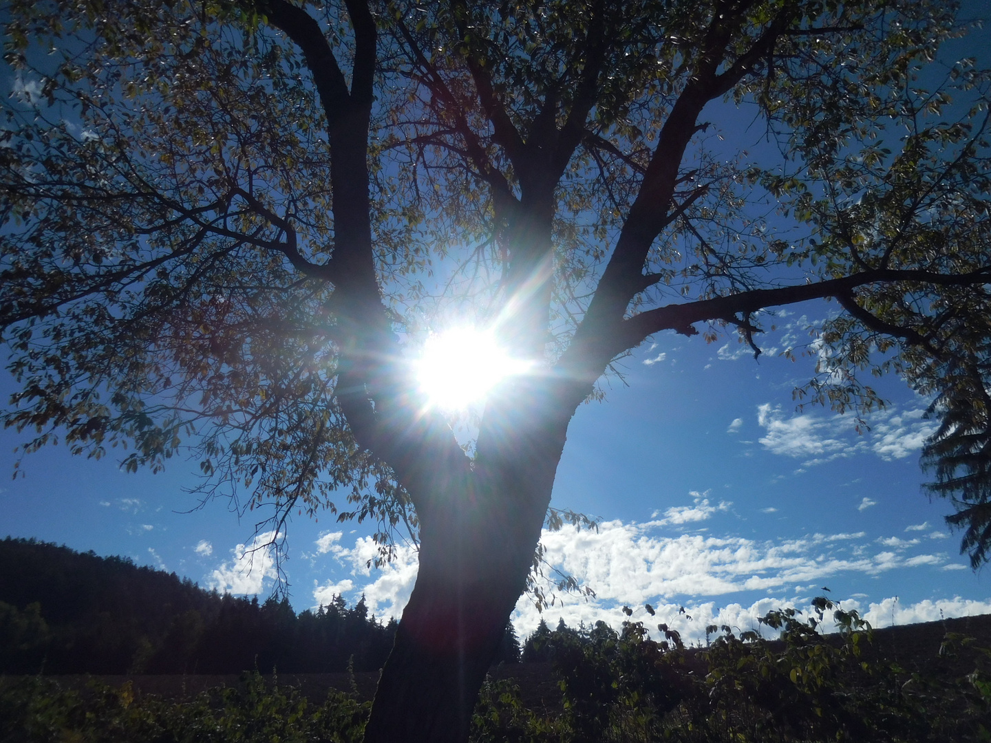 Die Sonne aus dem Kirschbaum