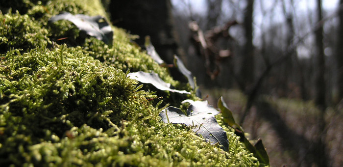 Die Sonne beendet den Winterschlaf des Waldes