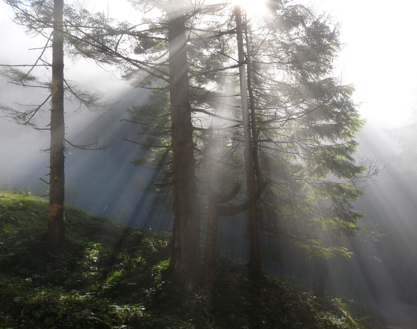 Die Sonne besiegt den Nebel