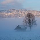 .... die Sonne besiegt den Nebel ....