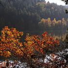 die Sonne bestrahlt die Herbstblätter