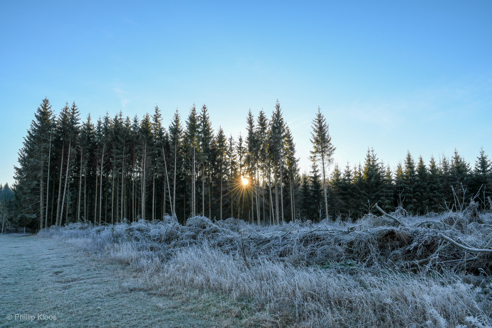 Die Sonne blickt durch den Wald