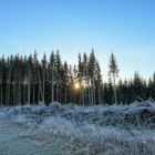 Die Sonne blickt durch den Wald