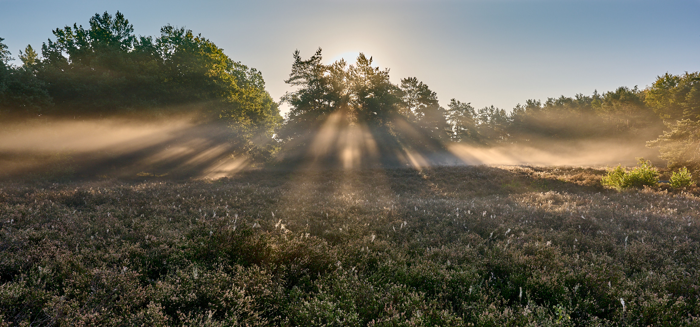 Die Sonne blickte durch den Baum und bescherte mir am 08.9.2023 eine beeindruckende Licht-Nebelshow.