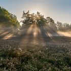 Die Sonne blickte durch den Baum und bescherte mir am 08.9.2023 eine beeindruckende Licht-Nebelshow.