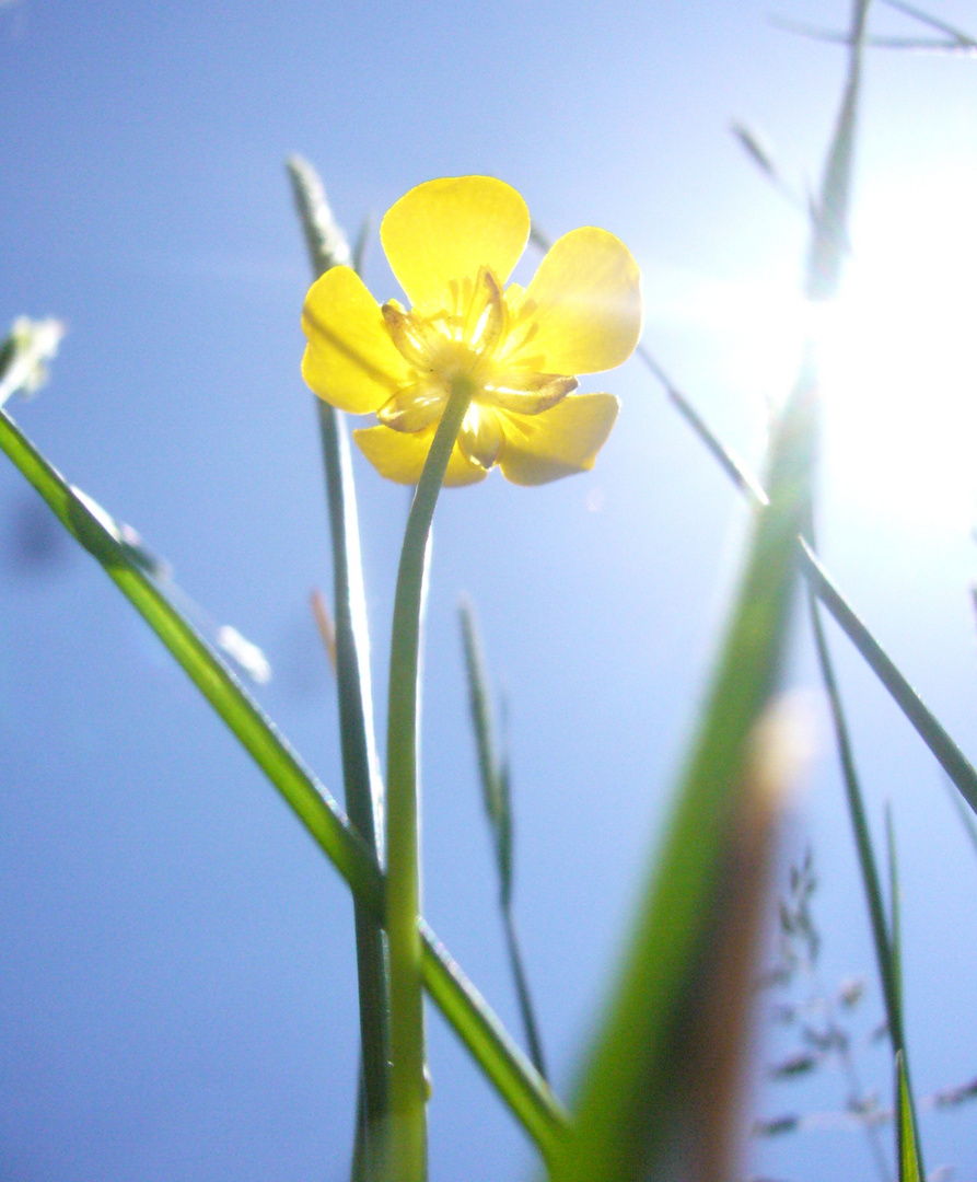 die Sonne blinzelt