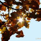 Die Sonne blinzelt durch den Herbst