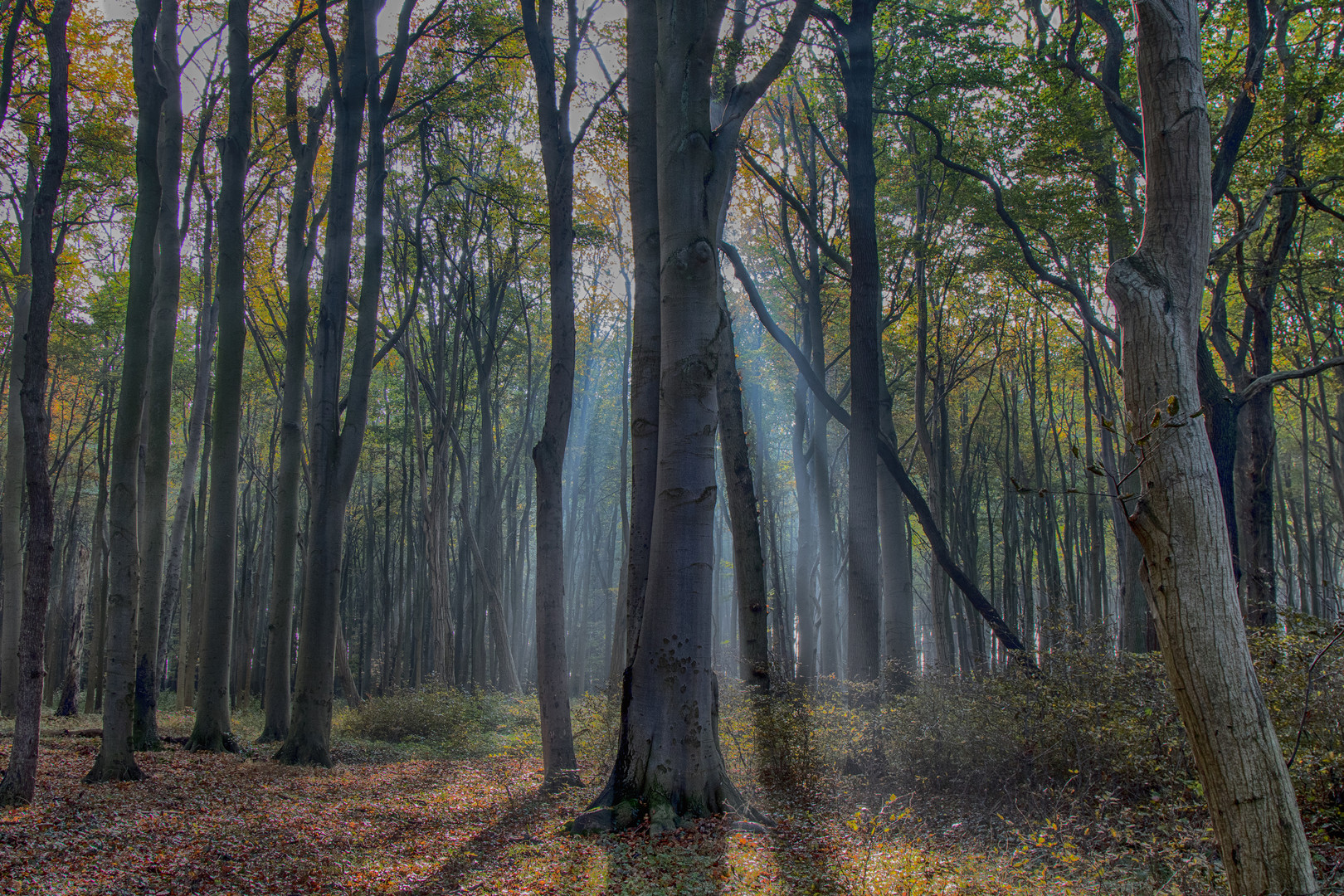 Die Sonne bricht durch den Nebel