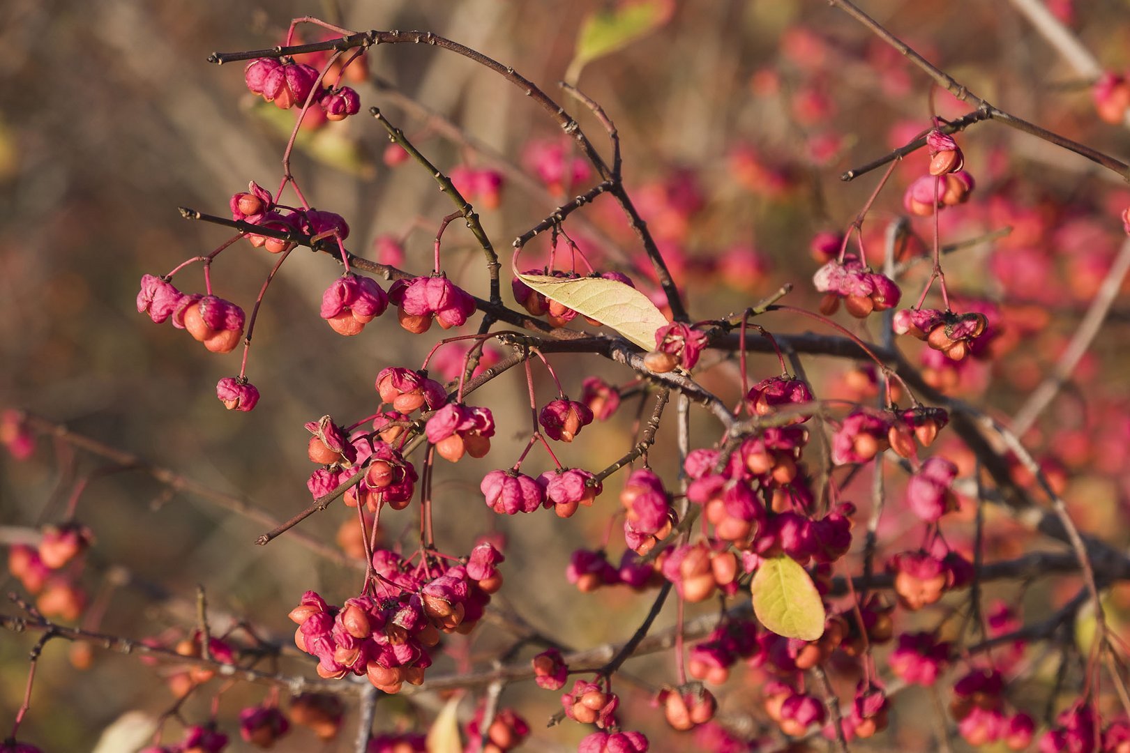 Die Sonne bringt den Herbst zum Leuchten...