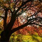 Die Sonne bringt die Herbstfarben zum leuchten... 