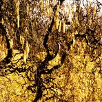 die  Sonne bringt es an den Tag