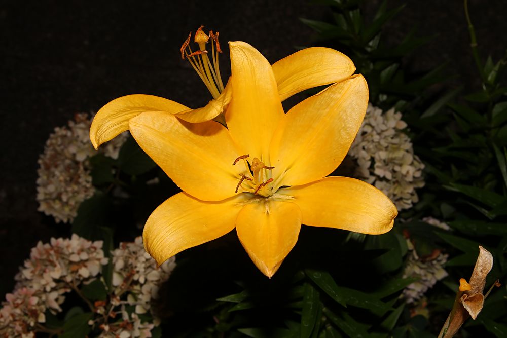 Die Sonne der Nacht Foto & Bild pflanzen, pilze & flechten, blüten & kleinpflanzen, iris und Die Sonne der Nacht Foto & Bild pflanzen, pilze & flechten, blüten & kleinpflanzen, iris und