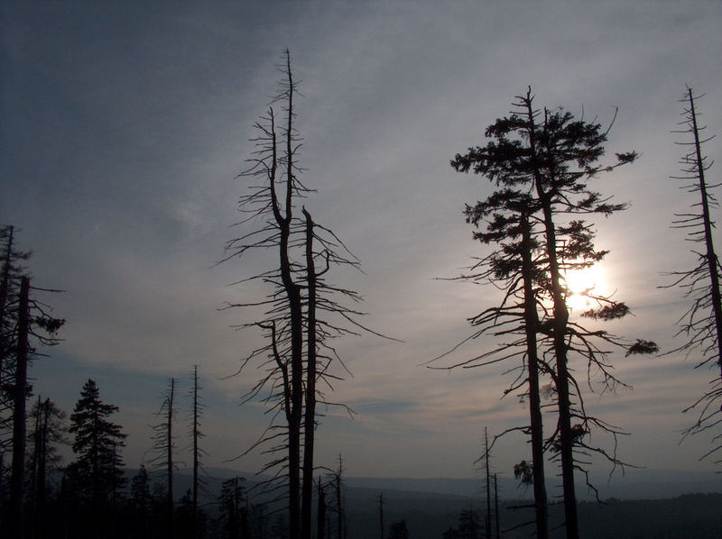 Die Sonne, der Wald und der Tod