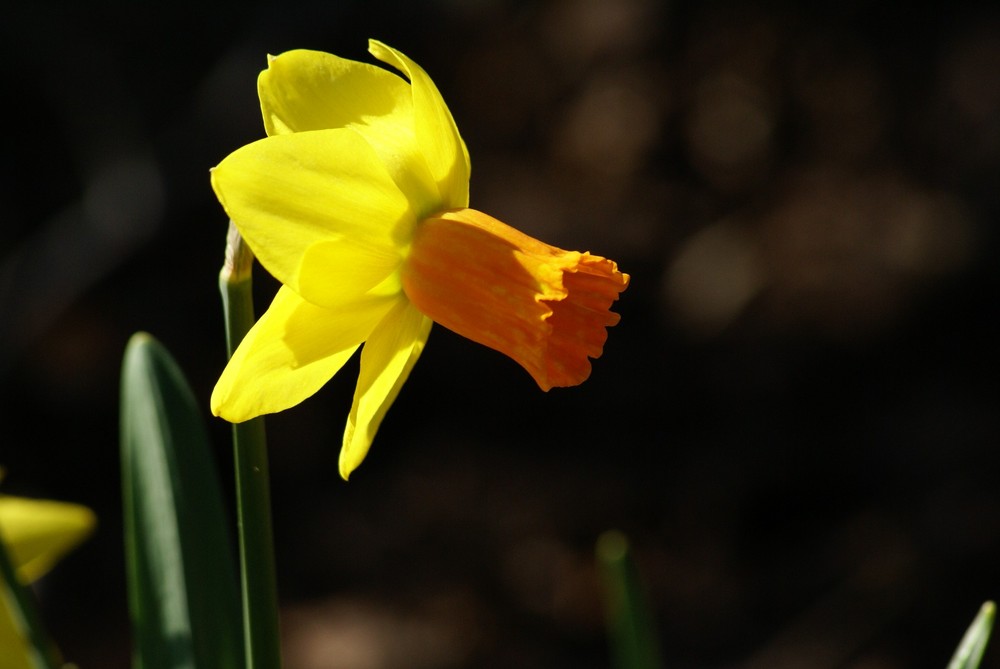 Die Sonne des Frühlungs