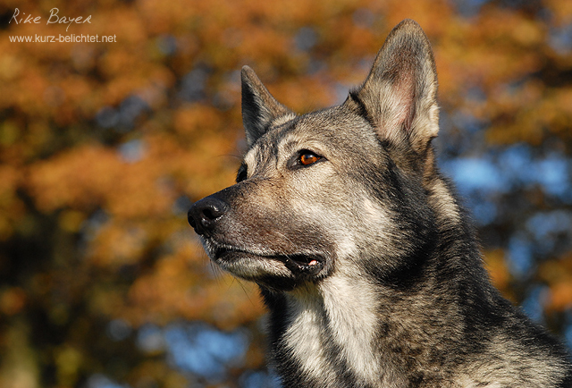 Die Sonne des Herbstes...