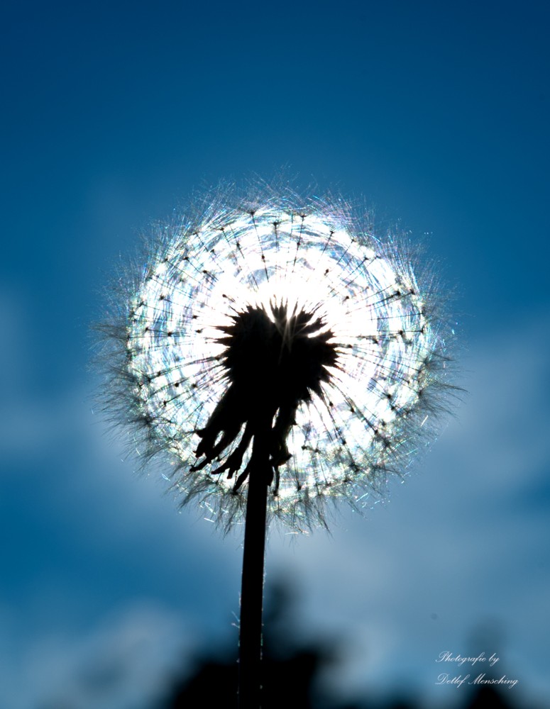 Die Sonne durch die Pusteblume gesehen