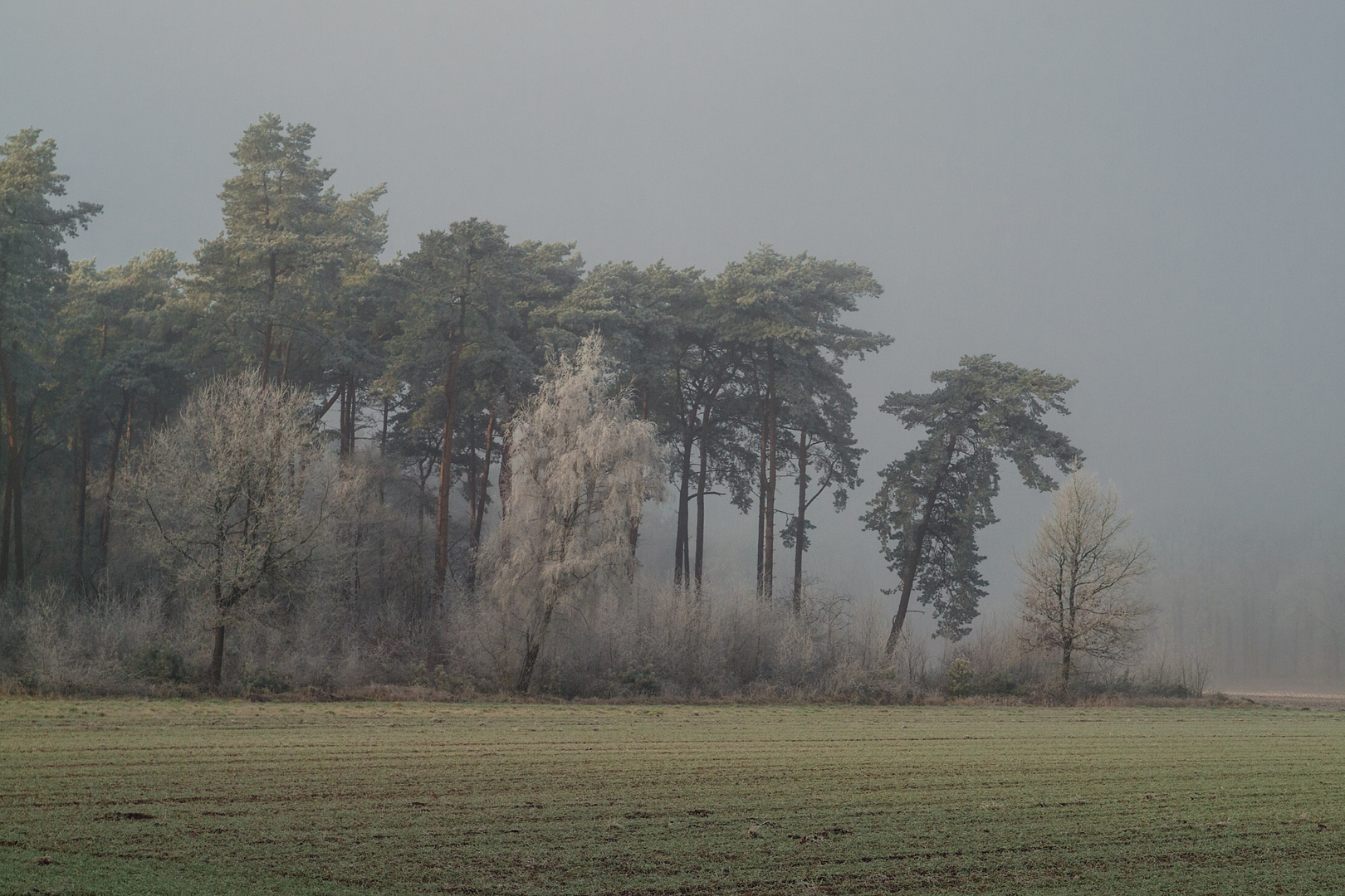 Die Sonne durchbricht den Nebel.