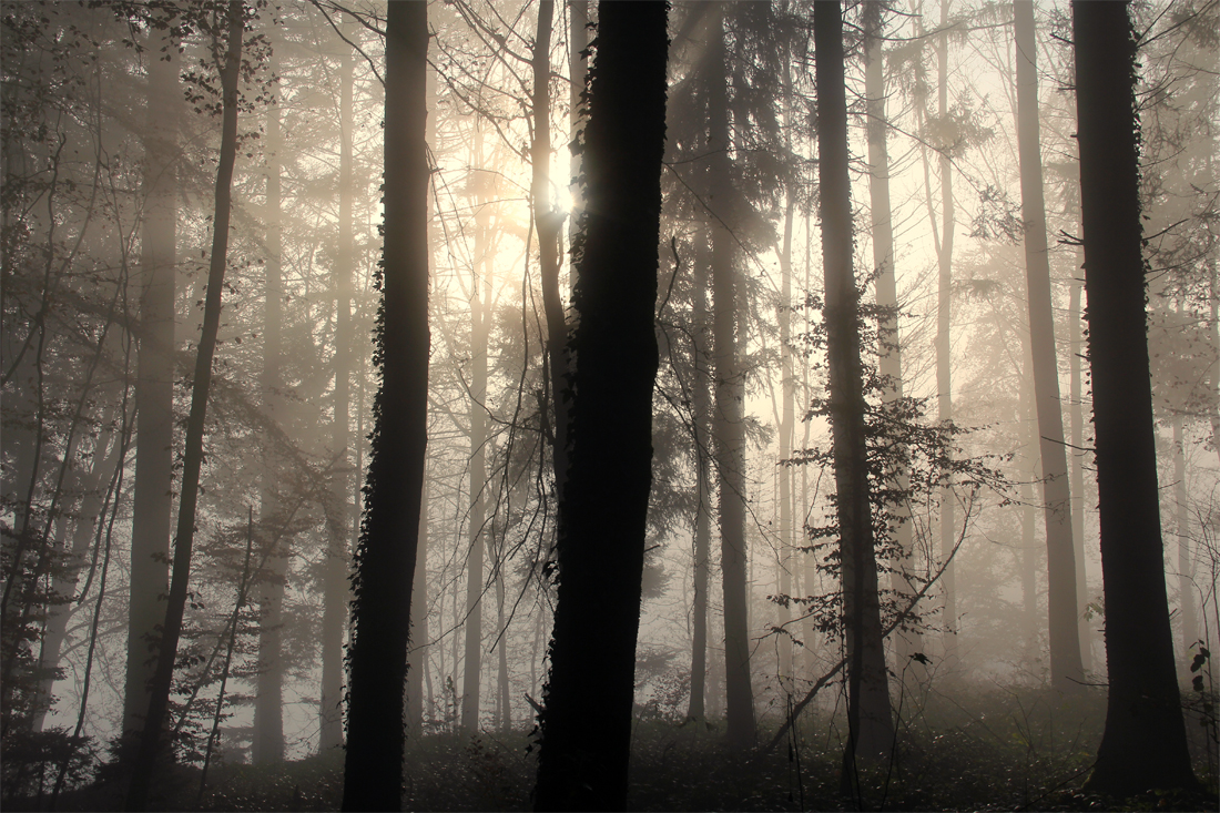 Die Sonne durchdringt den Nebel